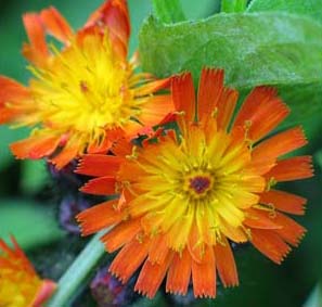 Orange hawkweed flower, courtesy Victorian Department of Primary Industries